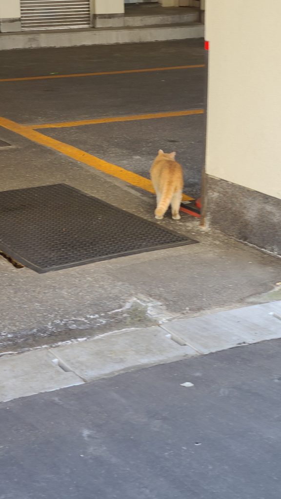 鳴子温泉の猫